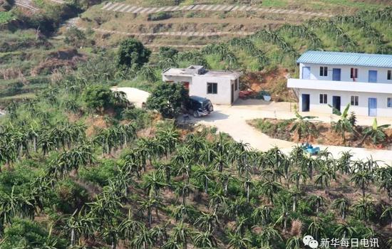 在关岭，沿着北盘江和打邦河，能种的地方几乎都种上了火龙果。（受访者提供）