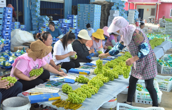 正在包装阳光玫瑰的工人们&nbsp; 摄影/陈敏
