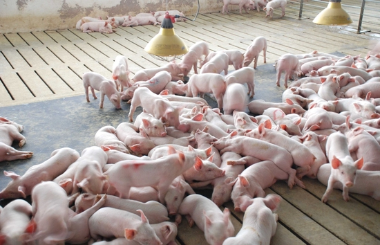 　　图片来源：神农集团官网