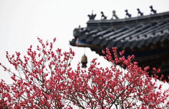  春天盛开的梅花。（图/图虫创意）