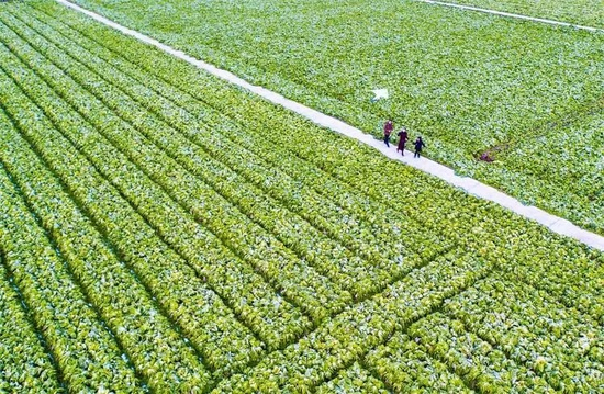 　·华容县的芥菜农田。