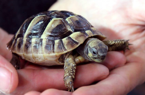 赫曼陆龟（网络图）