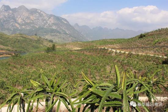 在关岭，沿着北盘江和打邦河，能种的地方几乎都种上了火龙果。（受访者提供）