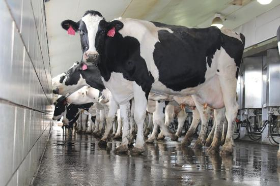 美国加州奶牛场（farmanddairy图）