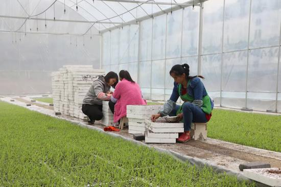 漂浮育苗人工播种