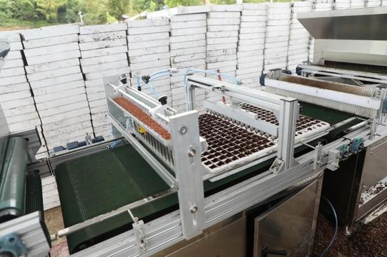 使用穴盘播种机自动播种