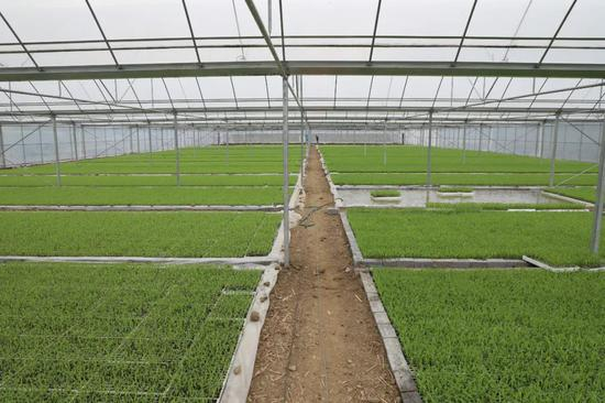  五马镇红军示范点温室大棚漂浮育苗