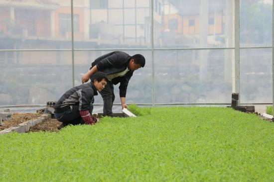 给高粱幼苗脱水晾晒