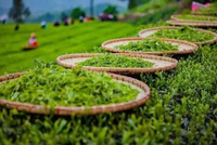 国际茶日 | 我们一起坚守茶的健康