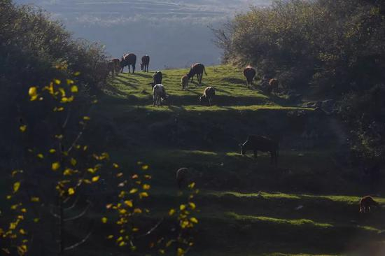 贵州省毕节市自2014年开始精准扶贫工作，根据当地贫困户实际情况为其制定扶贫方案，扶贫变“输血”为“造血”，帮助贫困户快速脱贫。图为2015年11月14日，毕节市七星关区长春堡镇垭关村农户在集中放养村里农户通过“养牛套餐”养殖的牛。图源：新华社