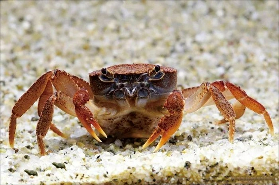 新加坡淡水蟹是城市国家新加坡独有的物种，目前被认定为极度濒危物种