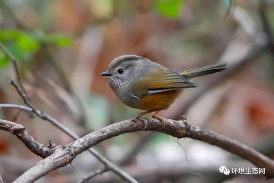 中海拔繁殖的印缅褐头雀鹛未展现出明显的季节性迁徙（梁丹 拍摄）
