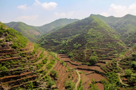 ▲河北邯郸涉县旱作梯田系统在2014年被农业部认定为中国重要农业文化遗产。重要农业文化遗产制度为保护传统地方品种提供了机遇。图片来源：涉县农业农村局