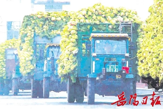 　　·从华容县各地区而来的送菜车。图片来源：岳阳日报