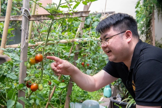 郑亚斗在自家阳台上查看番茄生长情况 唐奕 摄