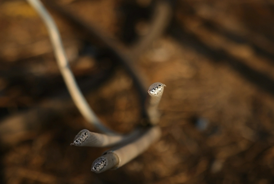 ▲被切断的黑煤窑供电电缆。新京报记者 李英强 摄