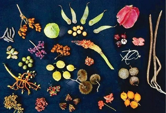 2006年盛夏，美国加州大学生态学家史蒂芬·胡波尔在巴拿马的巴罗科罗拉多岛的某处采集到的的果实