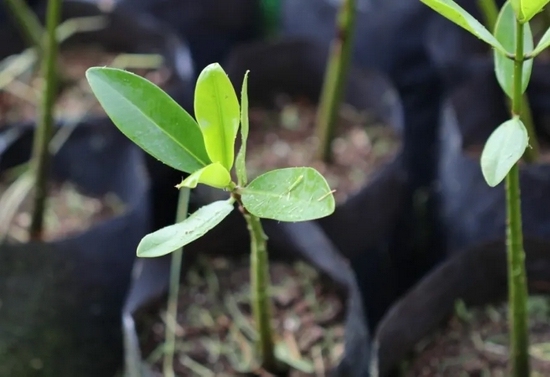 ©&nbsp;Cara Byington /TNC