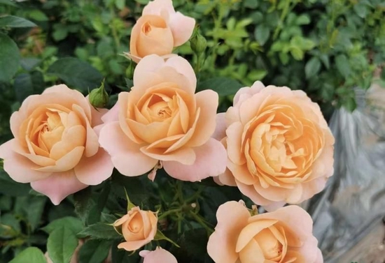 　叮咚买菜上线可以变色的果汁阳台玫瑰