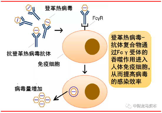 图表：登革热病毒的抗体依赖性增强效应图解 |&nbsp;资料来源：《Flavivirus Receptors： Diversity， Identity， and Cell Entry》，上海证券