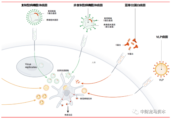 图表：病毒载体疫苗与重组蛋白疫苗的作用原理 |&nbsp;资料来源：Nature Reviews，华泰证券