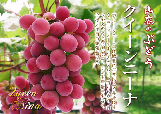 日本2011年注册登记的“妮娜皇后”&nbsp; 图源来自网络