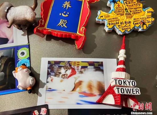 冰箱上醒目的位置贴着一只猫咪的照片，那是小宋的第一只宠物猫。受访者供图