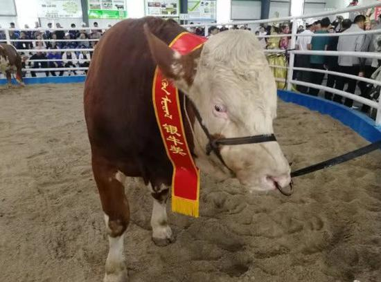 拍卖会中获得银牛奖的公牛。刘博 摄
