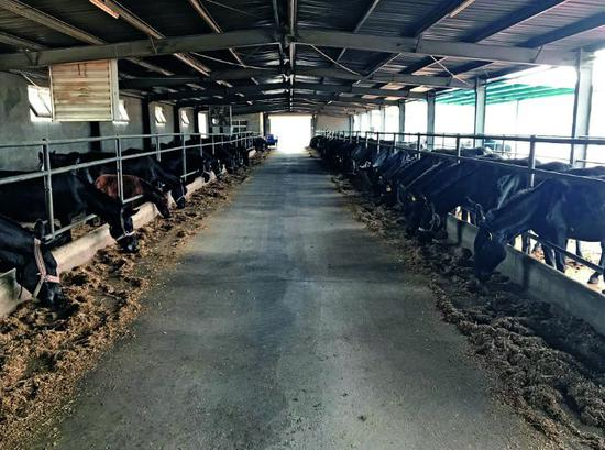 东阿阿胶股份有限公司的国际良种驴繁育中心。摄影/本刊记者 杜玮