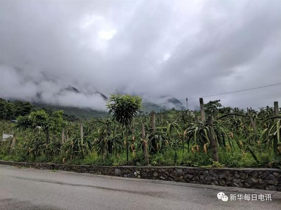 在关岭，沿着北盘江和打邦河，能种的地方几乎都种上了火龙果。本报记者张典标摄