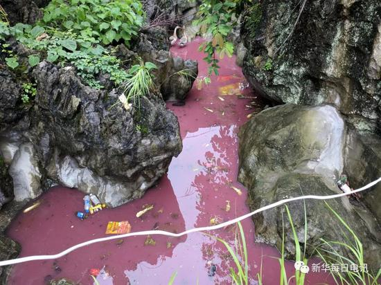 一些种植户倒掉的火龙果把水池的水染成了粉红色。本报记者张典标摄