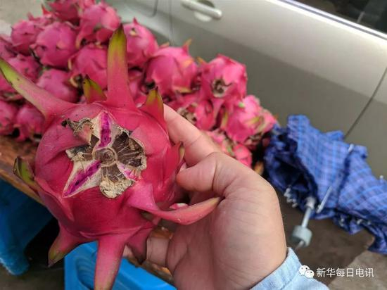 没有及时采摘，开裂的火龙果。本报记者张典标摄