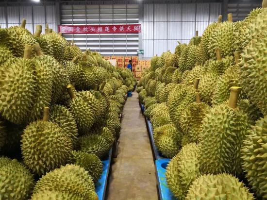 目前榴莲进口量远远不能满足吃货们的需求