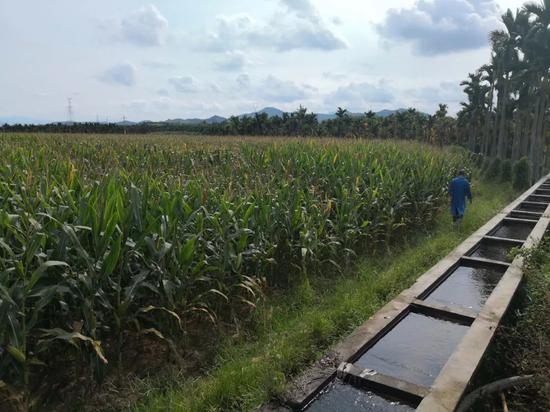 高标准农田建设已建成6.4亿亩旱能灌、涝能排的优质良田，图为国家南繁科研基地的一处高标准农田。（乔金亮摄）