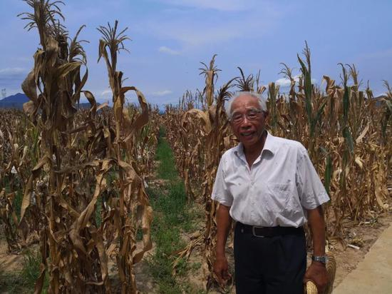 从事玉米科研53年来，玉米育种家程相文一直坚持南繁、坚持下田。（乔金亮摄）