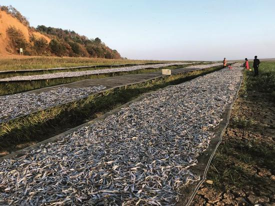 渔民正在鄱阳湖岸边晒鱼，以体形很小的棍子鱼居多，间或有银鱼，晒干后比活鱼卖的好。棍子鱼便宜，10元/斤，银鱼少见，也卖得贵，能卖到800元/斤。摄影/本刊记者 霍思伊
