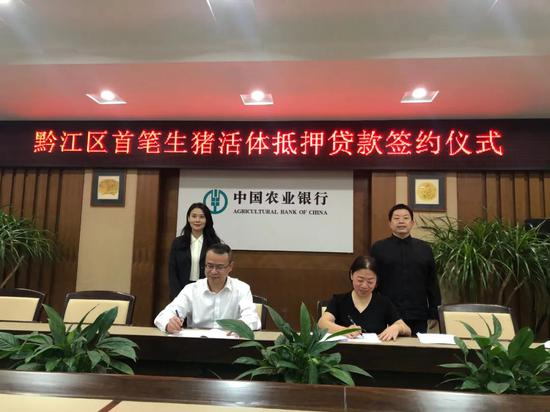 　▲&nbsp;农业银行重庆市分行发放黔江区首笔3000万元生猪活体抵押贷款