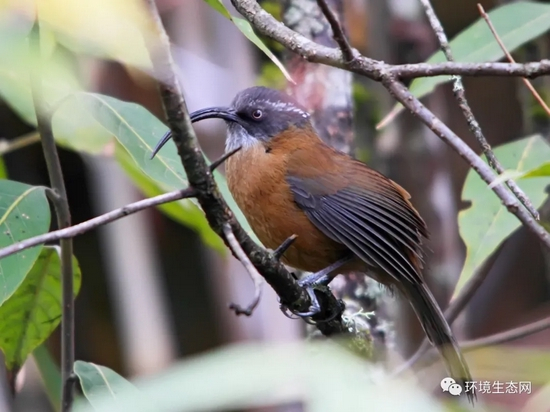高海拔繁殖的剑嘴鹛在冬季下迁至较低海拔（梁丹 拍摄）