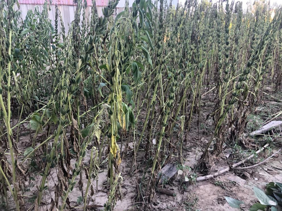 倒了的芝麻秆&nbsp;&nbsp;