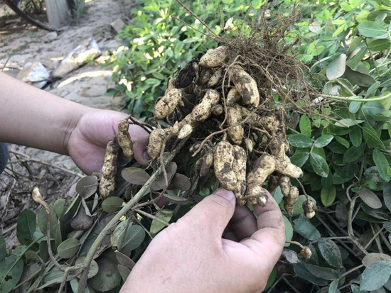 李勇向《财经》记者展示地下刚拔出的花生，饱满程度不如往年，因被洪水泡过十几日，他不建议村民食用&nbsp;&nbsp;&nbsp;