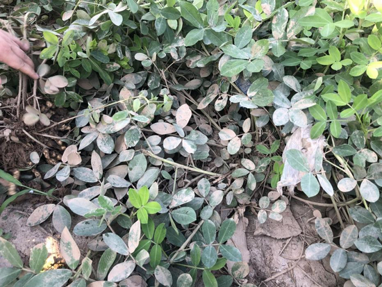 近看花生叶面上布满了洪水退下后残留的淤泥&nbsp;&nbsp;
