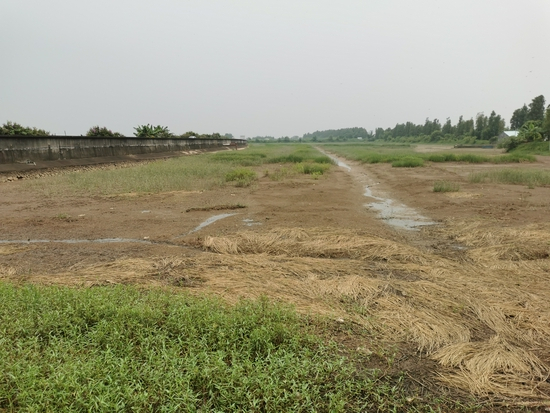 　珠海斗门的禾虫养殖试点 时代周报记者 刘文杰/摄