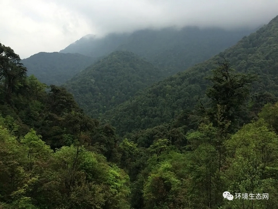 高黎贡山中海拔中山湿性常绿阔叶林景观（罗旭 拍摄）