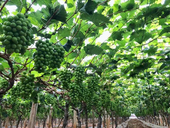 肖俊葡萄园里待采摘的阳光玫瑰&nbsp; 受访者供图