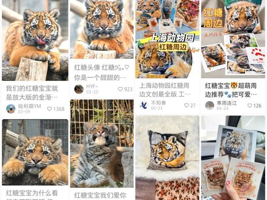  备受网友喜爱的孟加拉虎“红糖”，以及它的周边