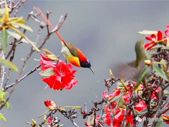  季节性垂直迁徙的火尾太阳鸟（梁丹 拍摄）