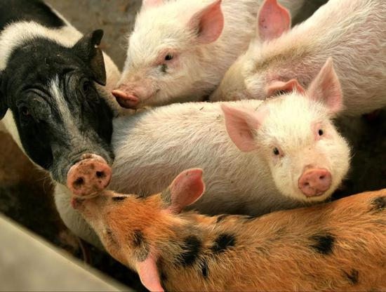 中新社发 周青先 摄