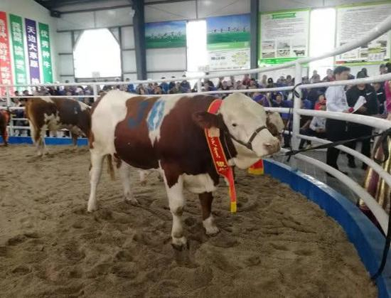 参加拍卖的公牛。刘博摄