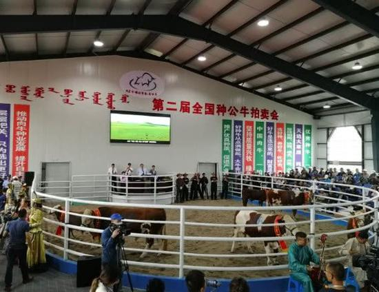 全国种公牛拍卖现场。刘博 摄