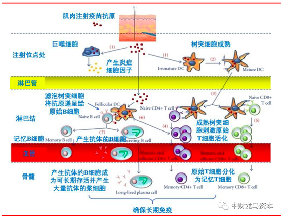图表：疫苗产生作用的机制 |&nbsp;资料来源：DOI：10.1155/2012/806198，上海证券